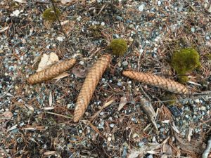 Three Norway Spruce pinecones on the side of the road amongst moss