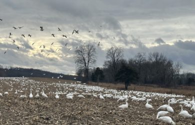 a huge flock of white snow geese flying into a farm field