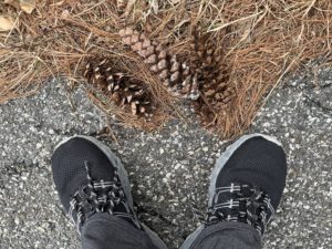 white pine pine cones on the side of the road next to feet in black sneakers with pine needles