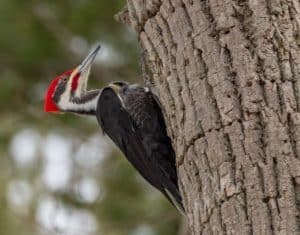 a pileated woodpecker on a tree trunk
