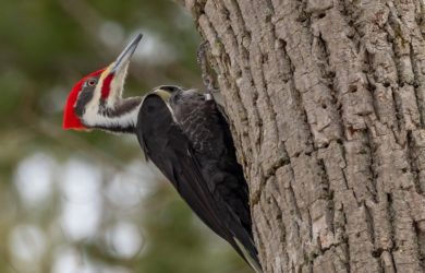 a pileated woodpecker on a tree trunk