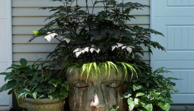 a Mother Earth Face pot with a maroon leaf tall perennial and hakone grass bangs