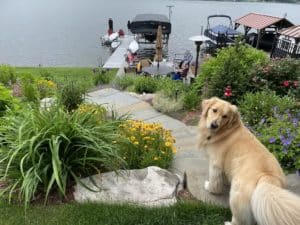 a golden retriever overlooking the lake-view of the colors in the garden after the renovation.