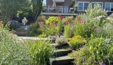 Garden Steps decorated with a colorful perennial garden with a golden retriever looking down from above.