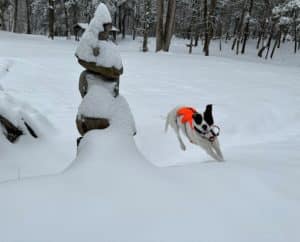a white dog with black ears running in the snow next to stacked stones decorated with snow