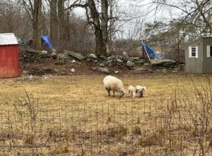 a white sheep with her two lambs next to a red barn.