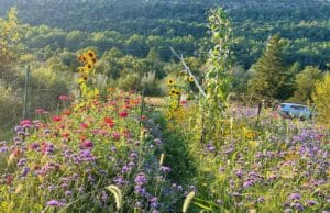 a meadow of colorful plants in a valley below a mountain range in Blairstown NJ.