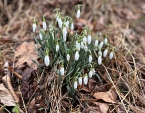 white winter bell-like flowers of snowdrops
