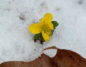 a single yellow bloom of a Winter Aconite in the Snow