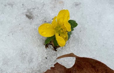 a single yellow bloom of a Winter Aconite in the Snow