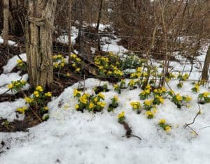 Yellow flowering Winter Aconite emerging from the snow.