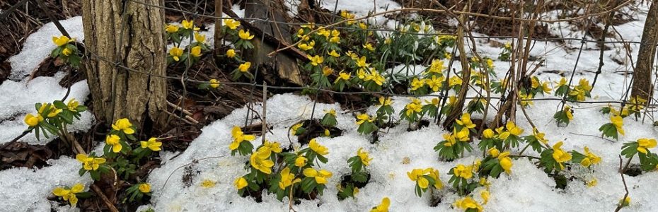Yellow flowering Winter Aconite emerging from the snow.