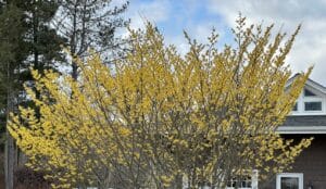 yellow flowering Witch Hazel in front of a grey house.