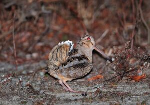 a brown and tan Woodcock with its tail up while doing his mating dance at dusk.