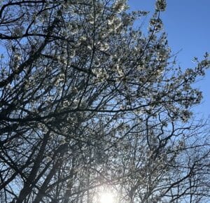 a black cherry tree with white flowers with the sun gleaming through.