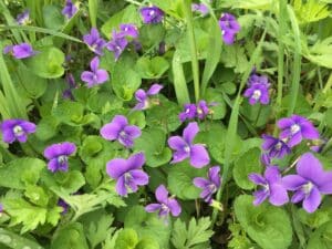 lovely native purple flowering common blue violet in a now mow may lawn.