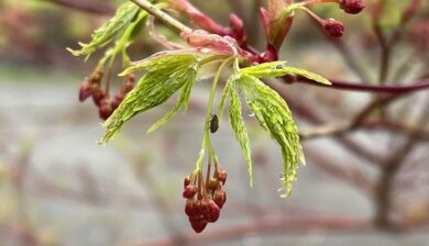 lime green Japanese maple leaves unfolding with seed pods forming below.
