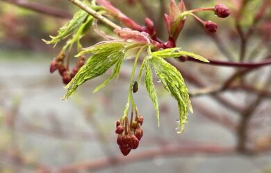 lime green Japanese maple leaves unfolding with seed pods forming below.