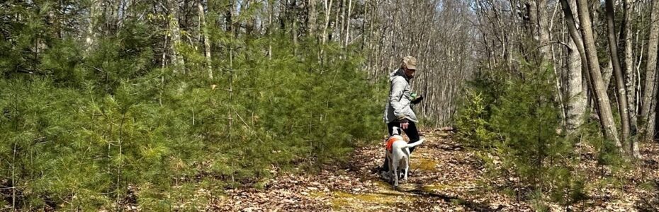 A woman and dog amongst a grove of white pines in a successional forest.