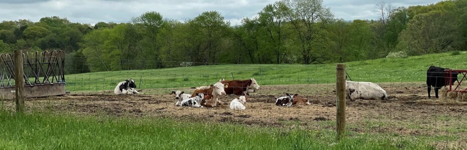 happy cows and calves in an open field
