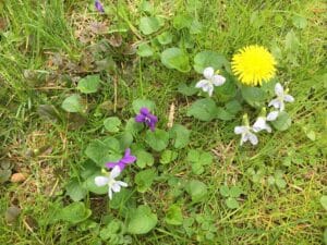 a no-mow May lawn with purple and white native violets and a dandelion.