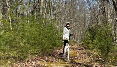 A woman in a beige cap with a white dog amongst a grove of young white pines in a successional forest.