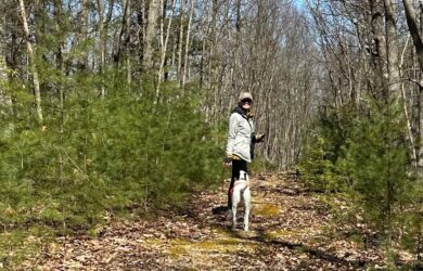 A woman in a beige cap with a white dog amongst a grove of young white pines in a successional forest.