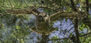 a brown and cream feathered Barred Owl in flight face forward