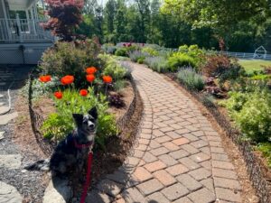 a grey dog sitting in front of walkway and garden with orange poppies