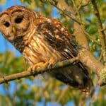 a brown and cream feathered Barred Owl perched in a tree.