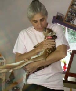 Kelly Simonetti, founder of Antler Ridge Wildlife Sanctuary with beautiful silver hair in a bun holding a fawn