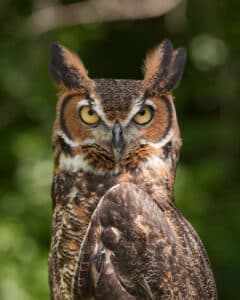 a great-horned owl with brown feathers and large yellow-green eyes staring ahead