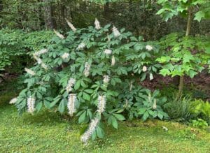 a Bottlebrush Buckeye with long white blooms planted along a wood line