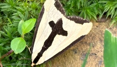 beige moth with a black cross on its back called a Clymene moth