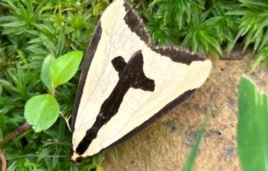 beige moth with a black cross on its back called a Clymene moth