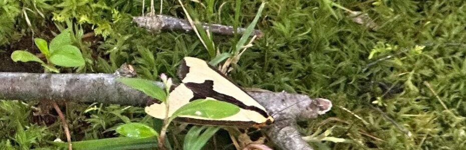 a white paw of Jolee next to the blessing moth - beige with a black cross in its wings.