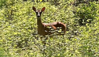 A female deer staring at the camera amongst brush and outcroppings