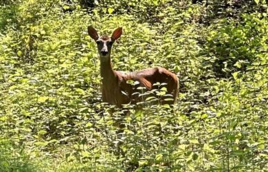 A female deer staring at the camera amongst brush and outcroppings