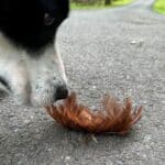 a black and white dog sniffing a cluster of feathers from a red-shouldered hawk on the road