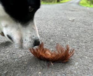 a black and white dog sniffing a cluster of feathers from a red-shouldered hawk on the road