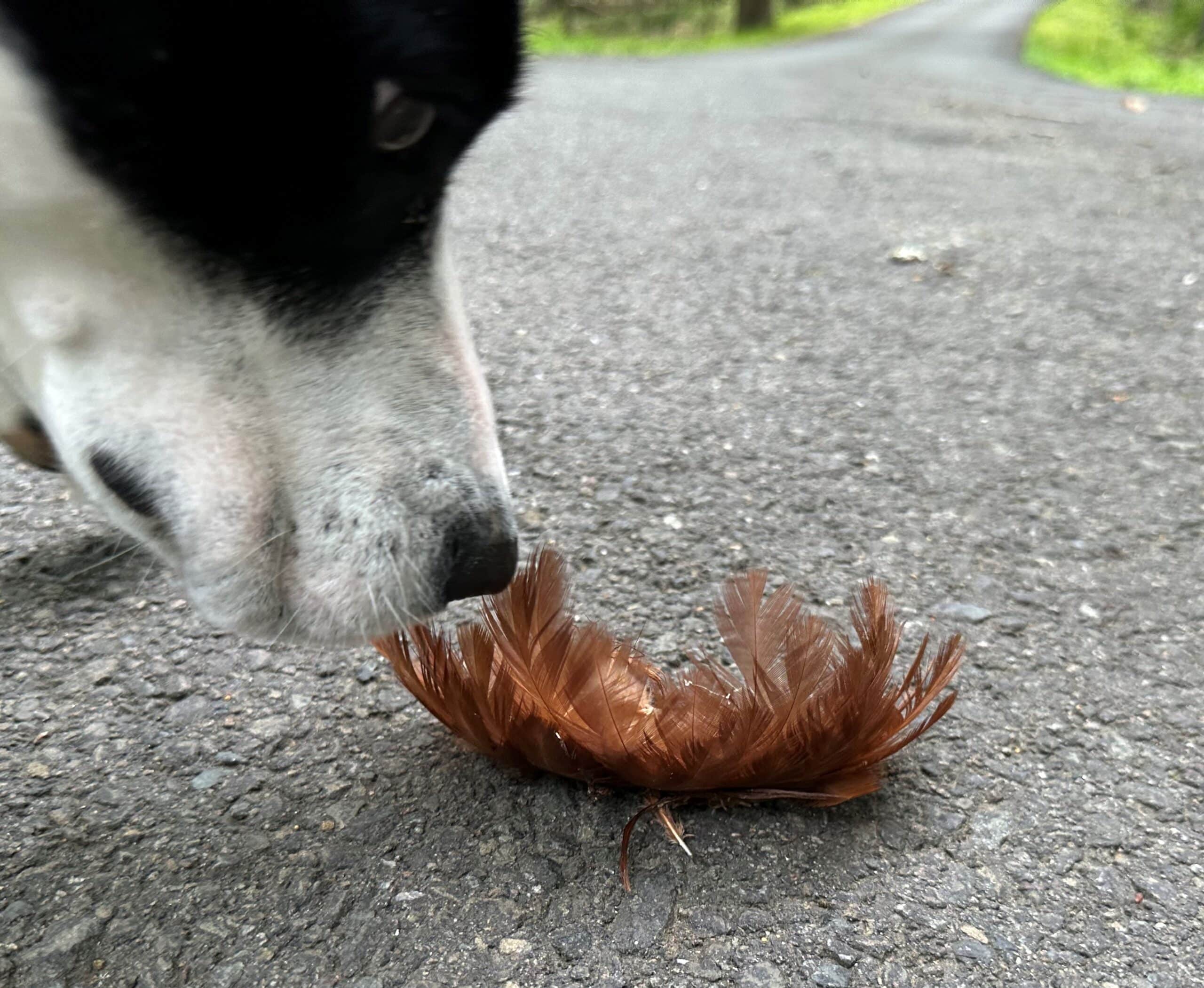 Dog ate bird store feathers