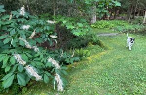 a Bottlebrush Buckeye with long white blooms next to a wood line and black and white dog named Jolee walking by.