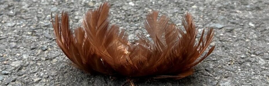 a cluster of feathers from a red-shouldered hawk on the road