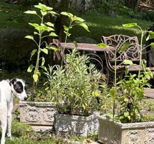 a white and black dog by garden pots of sunflowers chomped by deer.