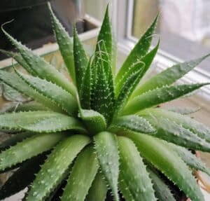 A rescued aloe plant that revived back to healthy green succulent leaves.