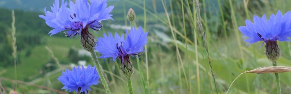a field of blue flowering Bachelor Buttons