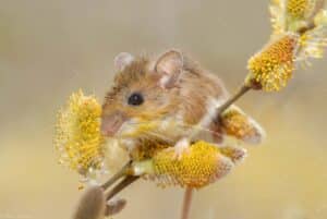 a white-footed mouse on a pussy willow branch eating pollen.