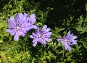 Blueish-purple flowers ofChicory in a field