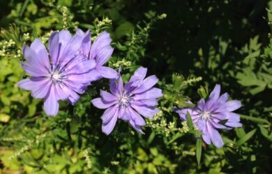 Blueish-purple flowers of Chicory in a field