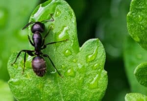 a single black ant on a bright green leaf with morning dew.